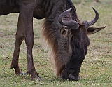 Wildebeest in the crater
